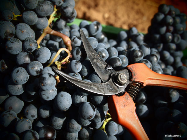 Vino, potenziati i controlli per la vendemmia 2016