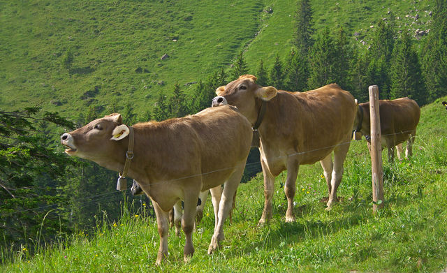 IMU terreni agricoli: brutta gatta da pelare per il TAR 